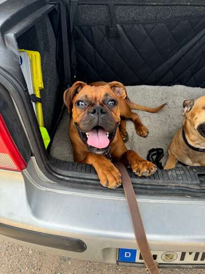 Deutsche Boxer-Beitrag-Bild