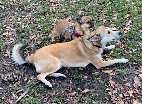 Sozialisation von großen und kleinen Hunden-Beitrag-Bild