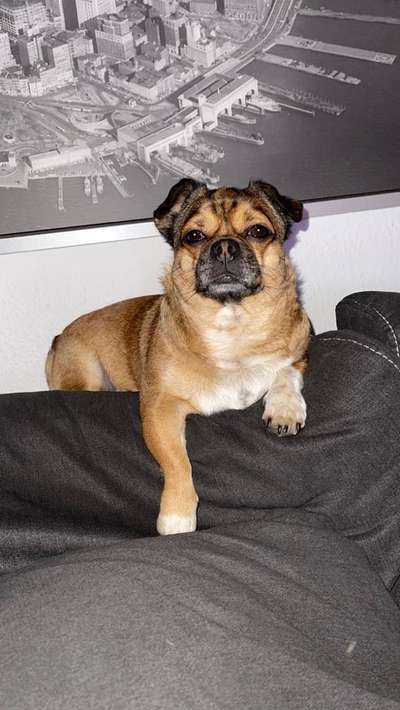 Mops mix-Beitrag-Bild