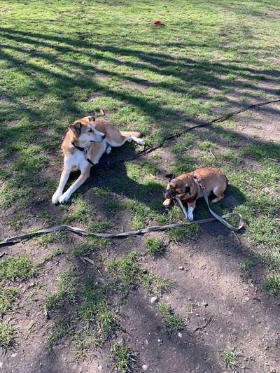 Sozialisation von großen und kleinen Hunden-Beitrag-Bild