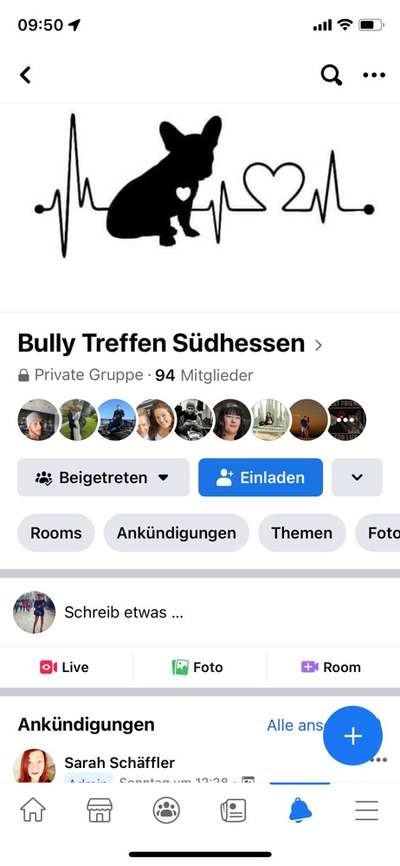 Bullytreffen von Französischen Bulldoggen-Beitrag-Bild