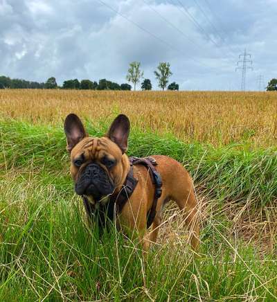 Geschirr für französische Bulldogge-Beitrag-Bild