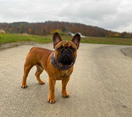 Französische Bulldogge-Beitrag-Bild