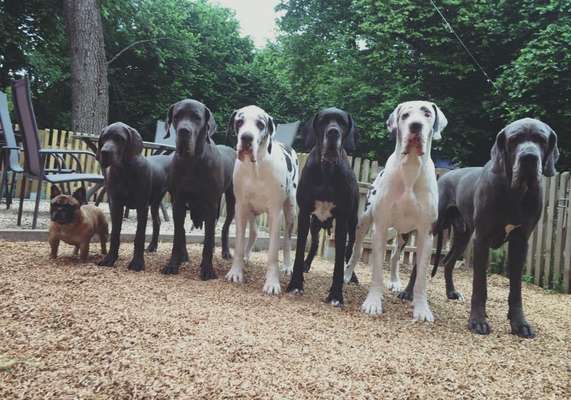 Wie oft gassi?-Beitrag-Bild