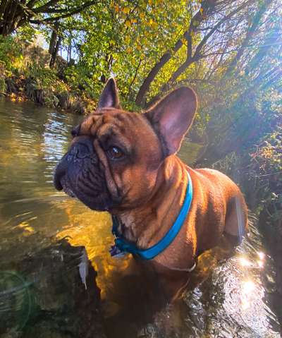 Französische Bulldoggen-Beitrag-Bild