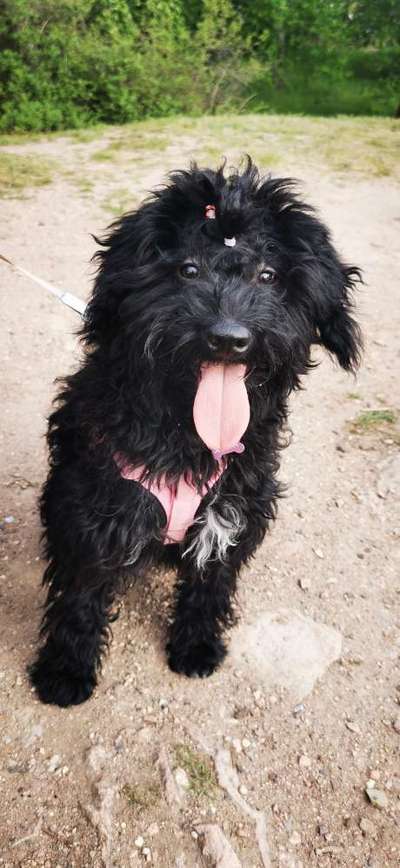 Welpen Bilder !-Beitrag-Bild