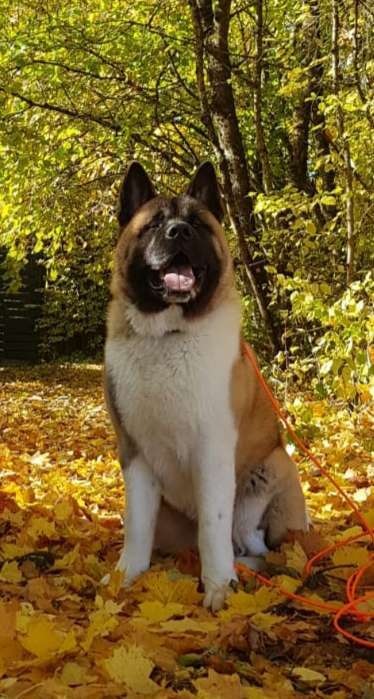 Reinrassige Hunde?-Beitrag-Bild