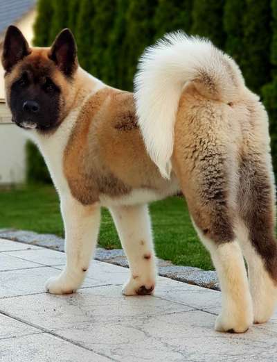 American Akita-Beitrag-Bild