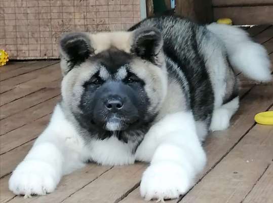 American Akita-Beitrag-Bild