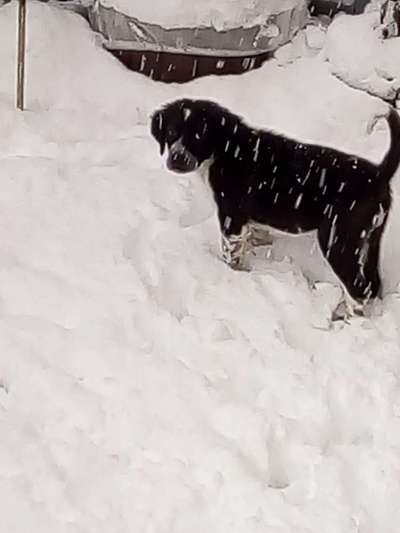 Die Dogorama Kalender Challenge Teil 2/4-Beitrag-Bild