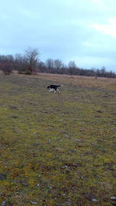 Hundeauslaufgebiet-Bindlacher Berg-Bild