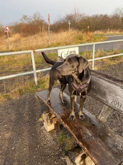 Hybridhunde-Beitrag-Bild