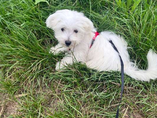 Hundetreffen-Fiona 4 Monate  sucht Freunde zum Gassi gehen und spielen-Bild