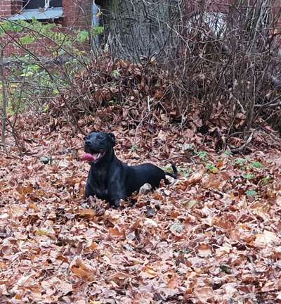 Mischlingshunde Foto Aufruf-Beitrag-Bild