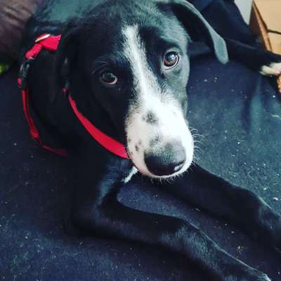 Hundetreffen-Gassi und Spieltreff-Bild