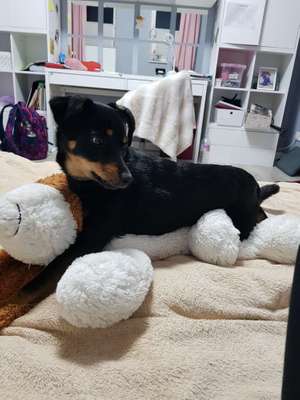 Hundetreffen-Treffen-Bild