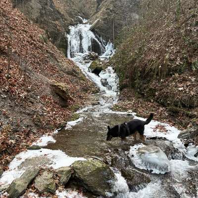 Hundetreffen-Gassifreunde in und um Innsbruck-Bild