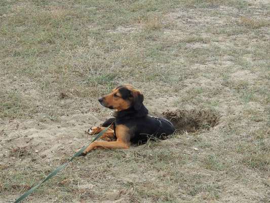 Fotochallenge NR. 123     -Karneval der Tiere--Beitrag-Bild