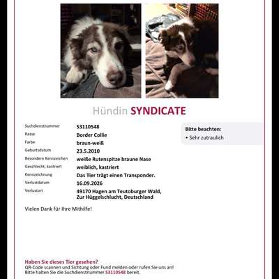 Suchmeldung-Syndicate-Bild