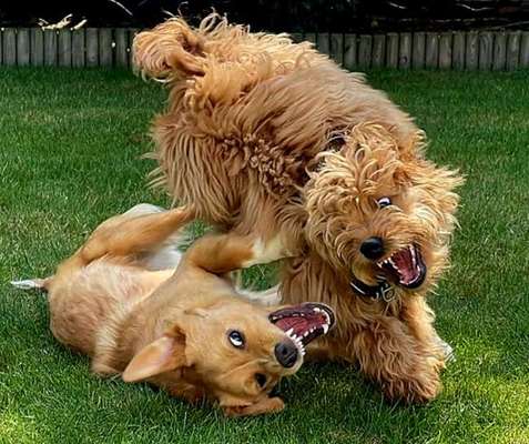 Hundetreffen-Wir freuen uns auf Gassirunden und Spielstunden-Bild