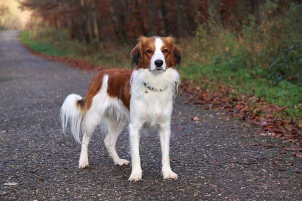 Kooikerhondje-Beitrag-Bild