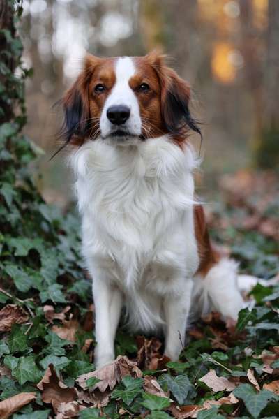 Kooikerhondje-Beitrag-Bild