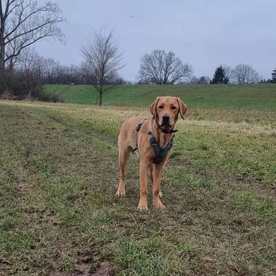 Hundetreffen-Große Freunde gesucht- Social Walk, Spiel und Übung-Bild