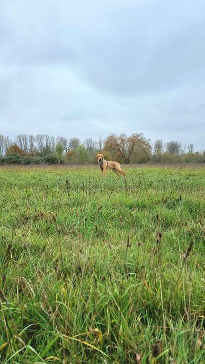 Hundetreffen-Social Walk, Spiel und Übung-Bild