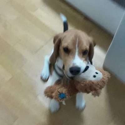 Hundetreffen-Welpen- Treffen-Bild