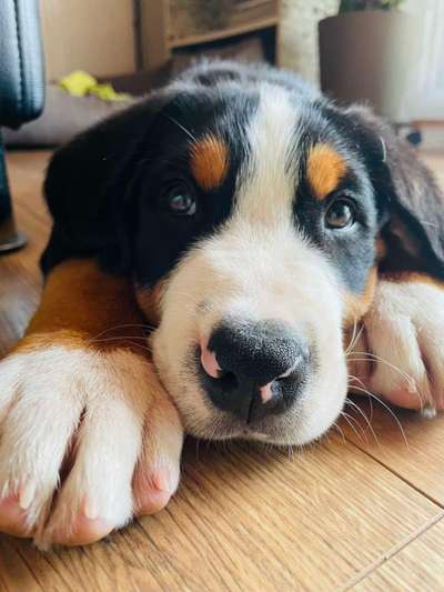 Die Dogorama Kalender Challenge Titelbild-Beitrag-Bild