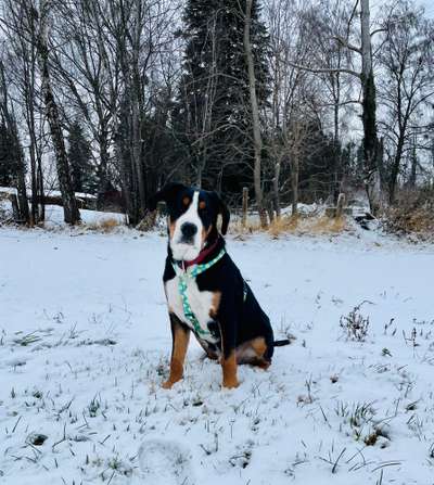 Dogorama Photo Challenge - Es wird nochmal kalt!-Beitrag-Bild