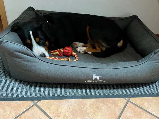 Orthopädisches Hundebett-Beitrag-Bild