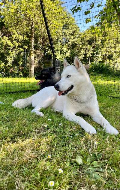 Hundetreffen-Sky sehnt sich nach Hundefreunden-Bild