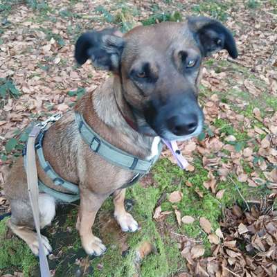Hundetreffen-Wir suchen freunde-Bild