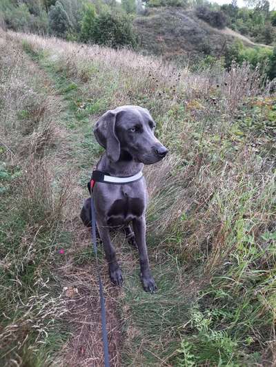 Weimaraner-Beitrag-Bild