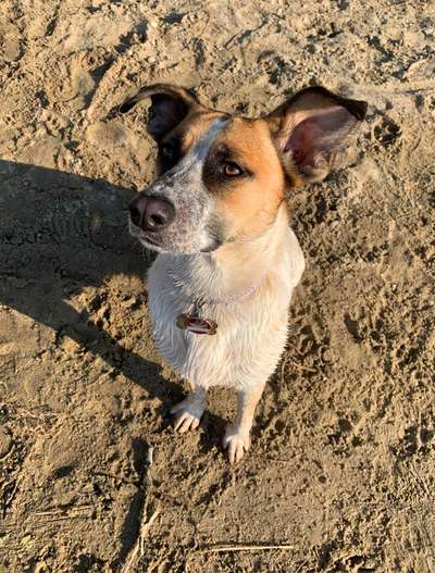 Hunde aus Griechenland-Beitrag-Bild