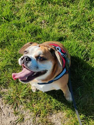 Die Dogorama Monats Challenge "Es grünt und blüht"-Beitrag-Bild