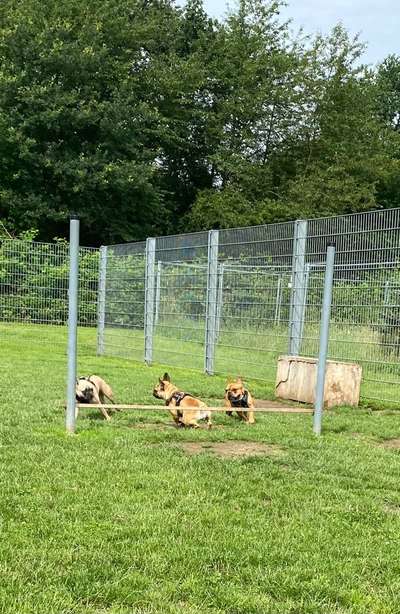 Hundeauslaufgebiet-Hundeauslaufplatz Unkel-Bild