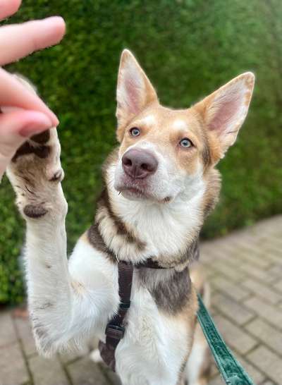 Hundetreffen-Spielrunde in Bernburg (Saale)-Bild