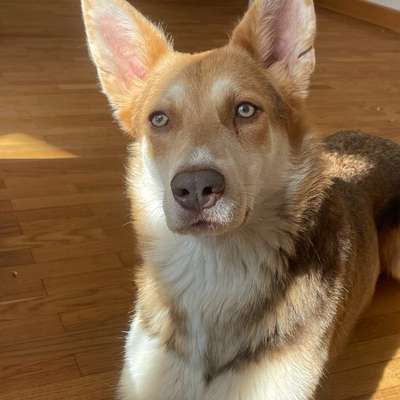 Hundetreffen-Spielrunde-Bild