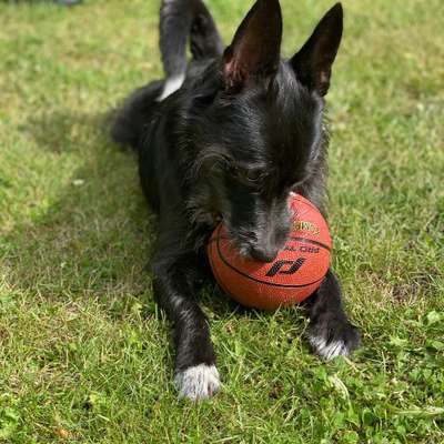 Hundetreffen-Spaziere und spiel Date-Bild