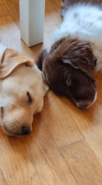 Die Dogorama Wochen Challenge "Friends will be Friends"-Beitrag-Bild