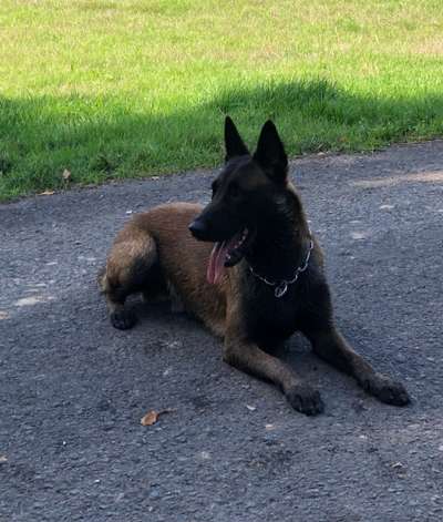 Schäferhund-Beitrag-Bild