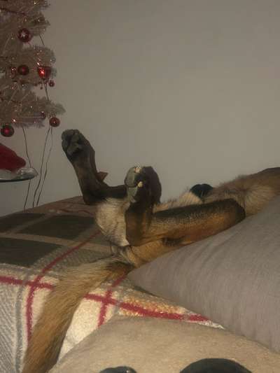 Dogorama Photo Challenge - Wälzen-Beitrag-Bild