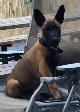 Welpen Bilder !-Beitrag-Bild