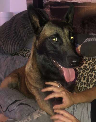 Dogorama Photo Challenge - Portrait-Beitrag-Bild