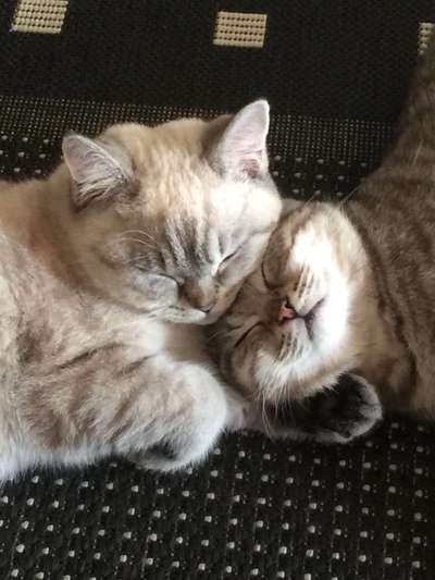 Hundebilder-Beitrag-Bild