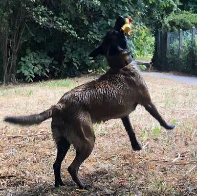 Fotosammlung: ,,Der natürliche Hund" Unbearbeitet, ungestellt und in Natura-Beitrag-Bild