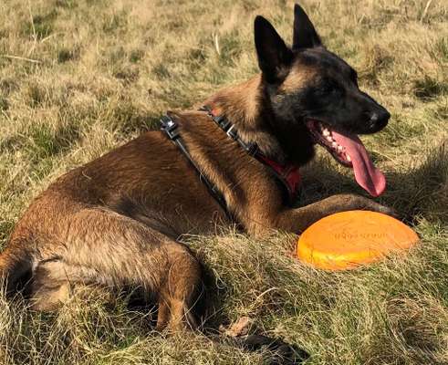 36. Handy Foto Challenge - Sonnenanbeter-Beitrag-Bild