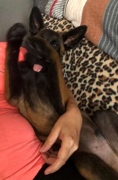 Fotosammlung: ,,Der natürliche Hund" Unbearbeitet, ungestellt und in Natura-Beitrag-Bild